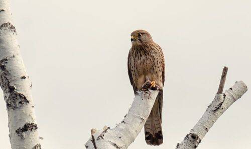 Добыча для малышей (4 ФОТО)