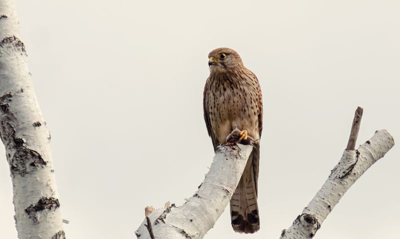 птица, пустельга, добыча, слёток, Добыча для малышей (4 ФОТО) фото превью