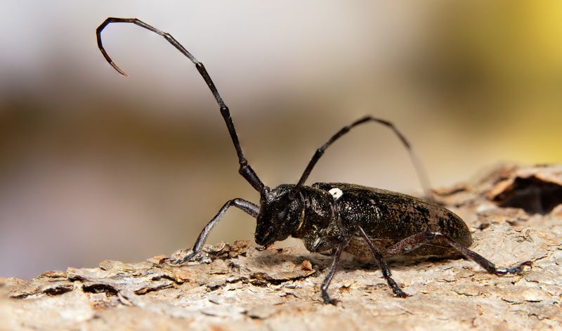 Monochamus scutellatus фото превью