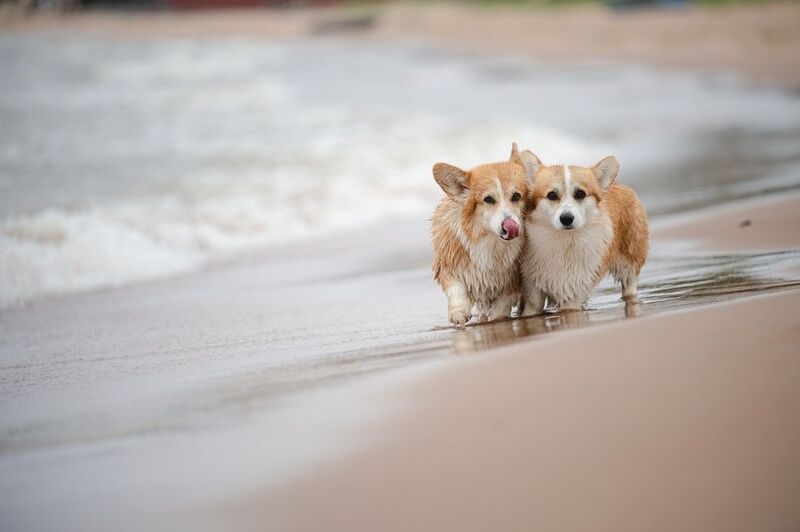 На Ладоге неспокойно) фото превью