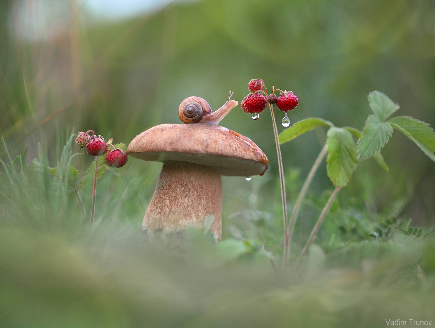 улитка, гриб, земляника, Вадим Трунов