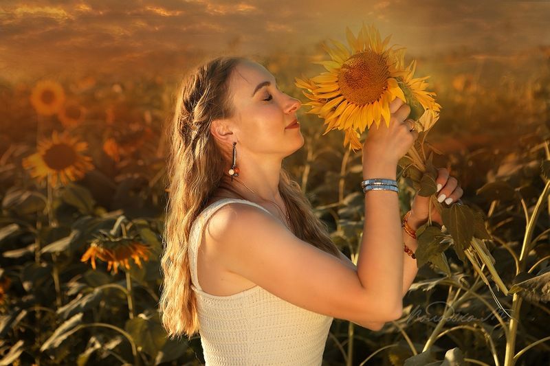 Время подсолнухов фото превью