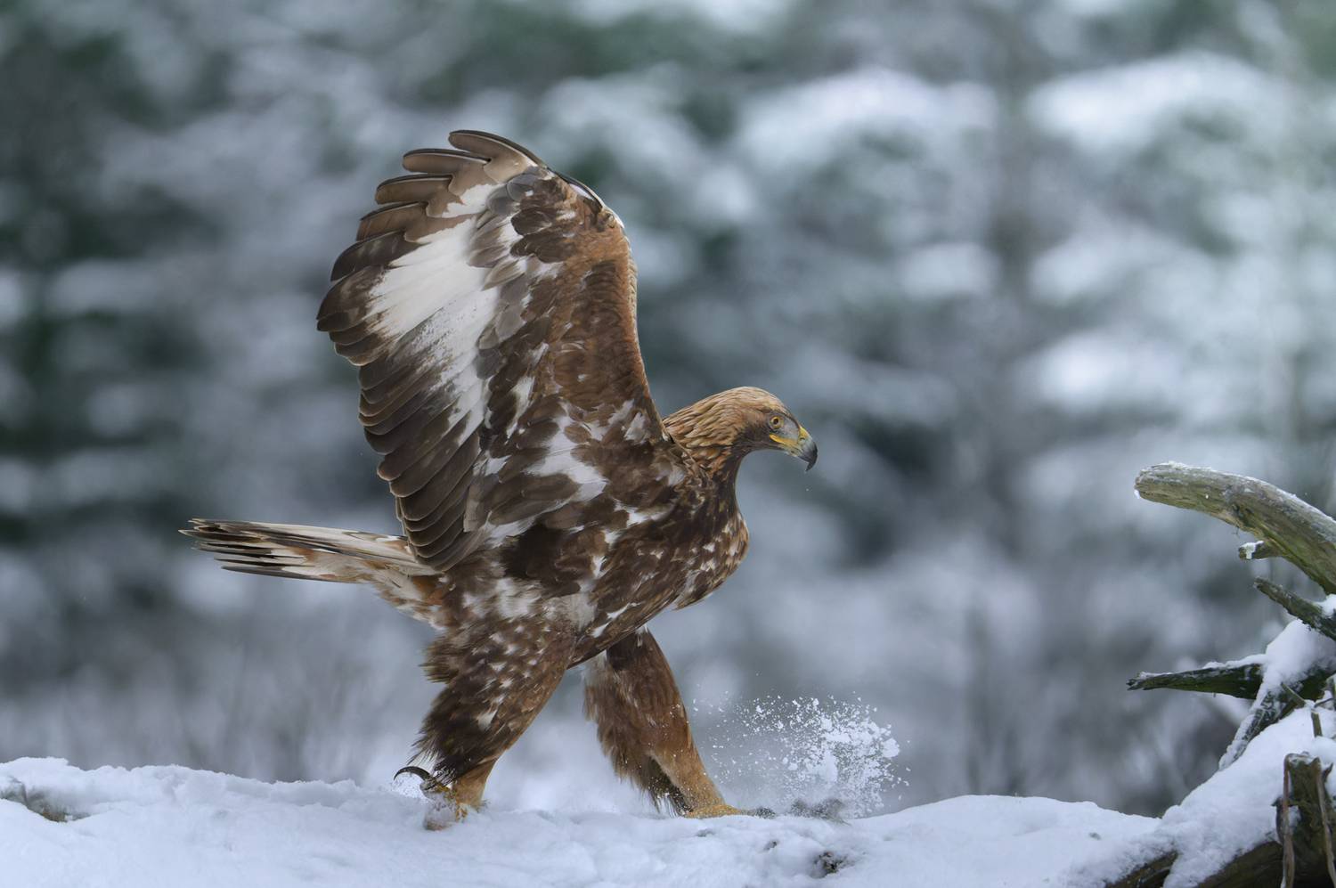 утренняя, гимнастика, Фабричный Роман