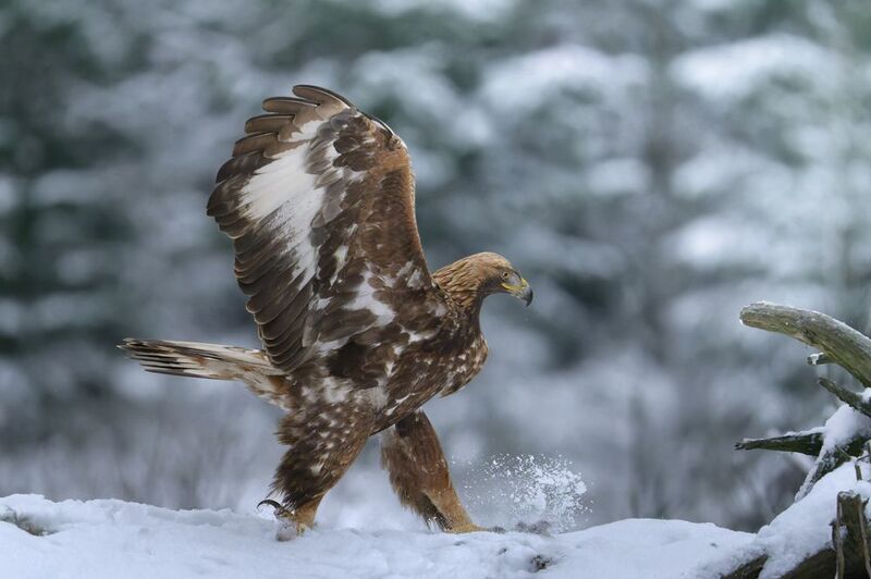утренняя, гимнастика *** фото превью