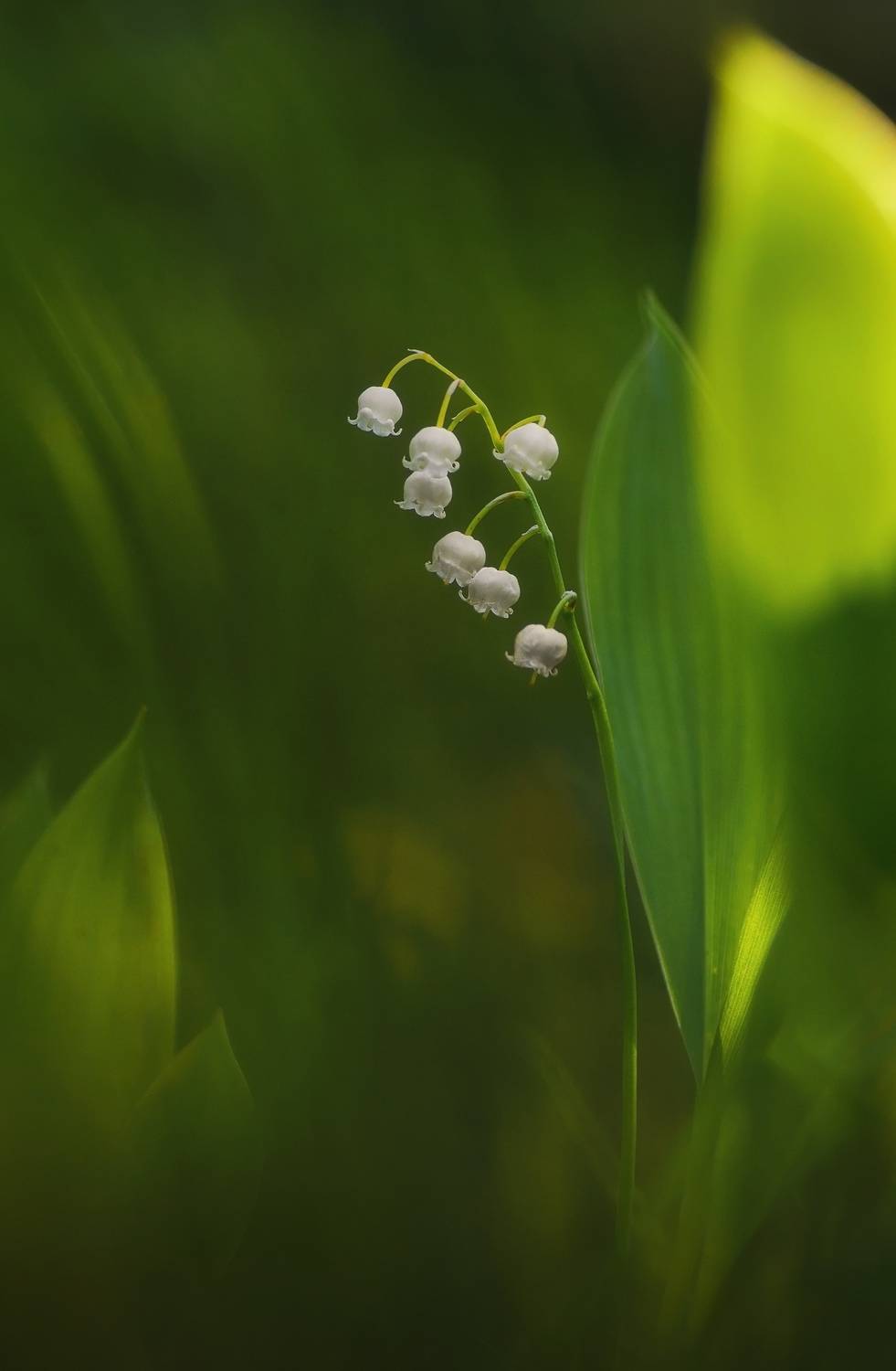 , Панова Зоя