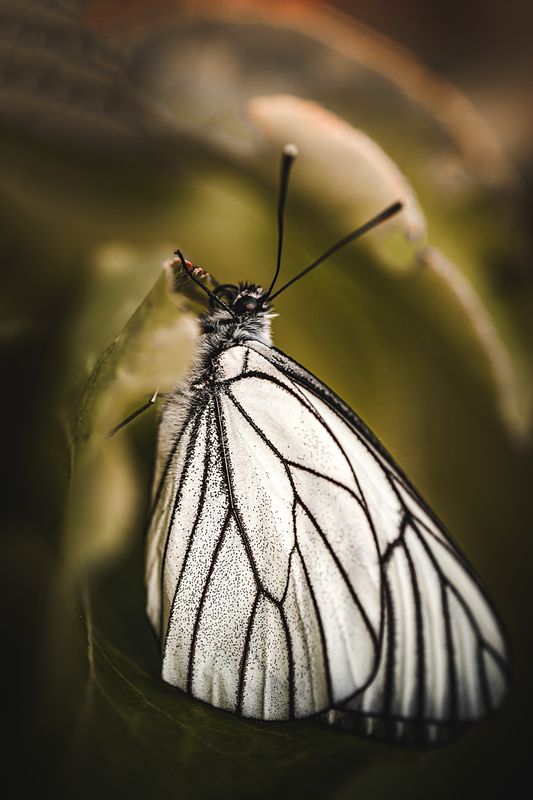 Боярышница фото превью