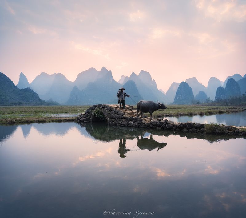 Фермер и буйвол фото превью
