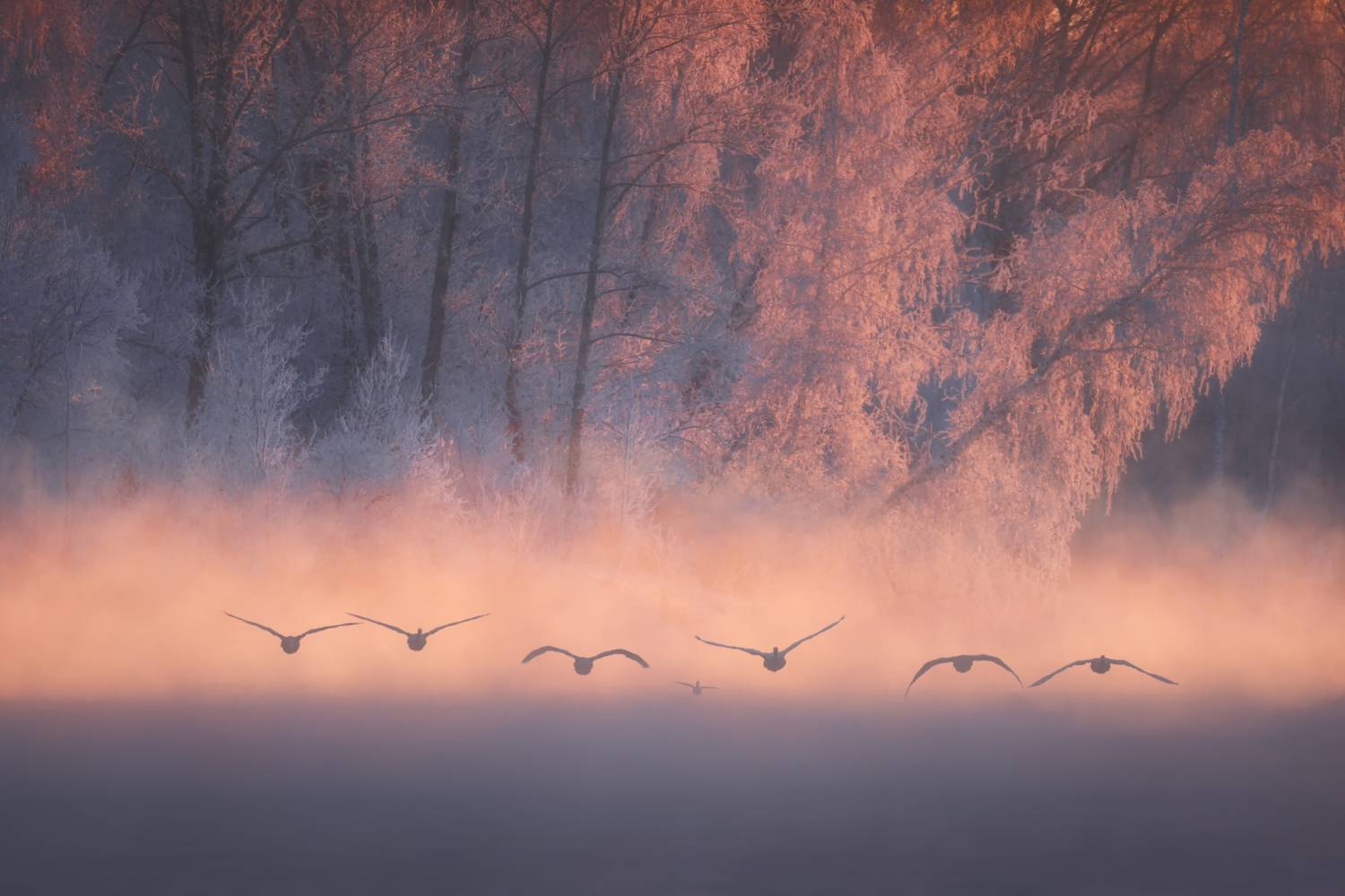 nature, animal, flying, outdoors, sunrise, wild, tree, beauty, landscape, fog, water, silhouette, birds, dawn, swan, duck, winter, пейзаж, лебеди, алтай, озеро, птицы, рассвет, зима, природа, Андрей