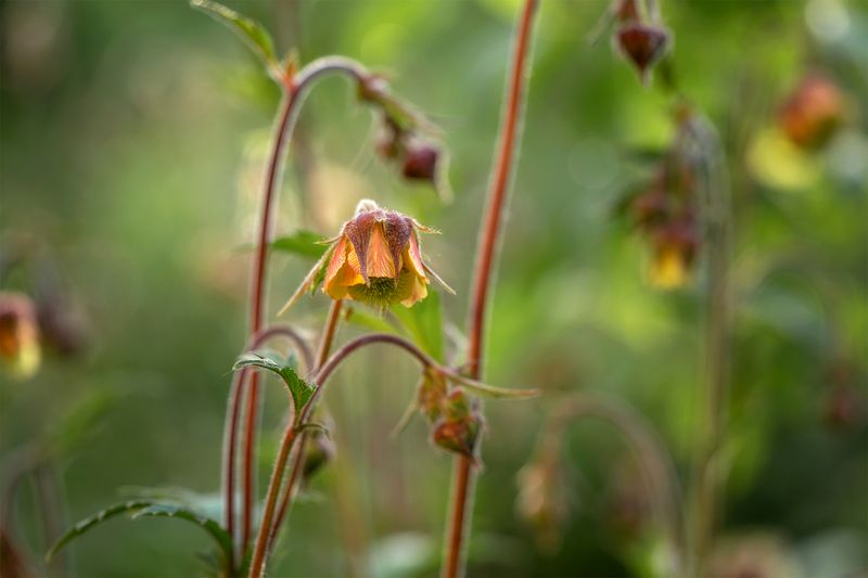 гравилат, макро, цветы, природа, лето Гравилат фото превью