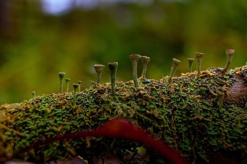 Кладония крыночковидная фото превью
