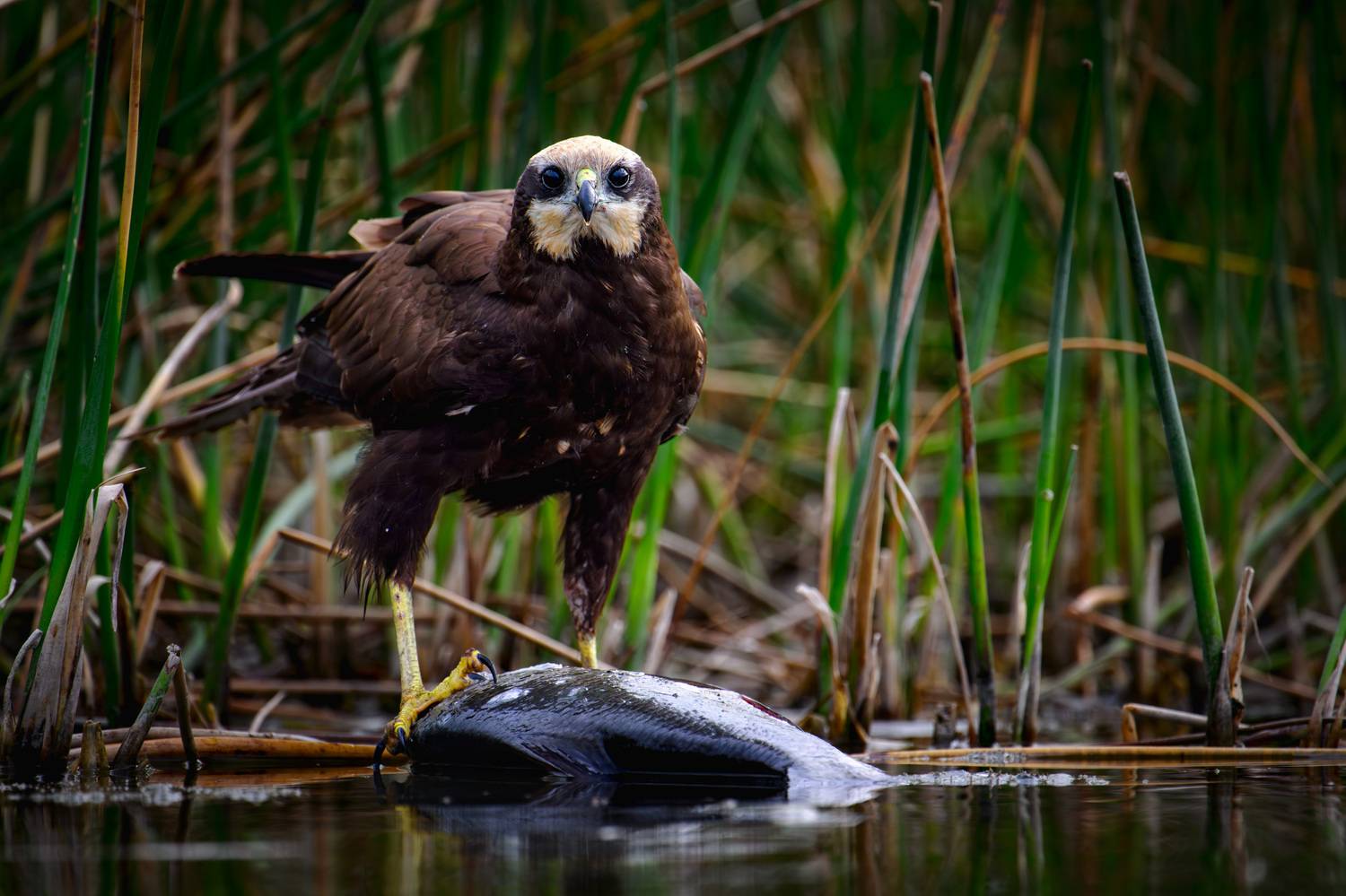 #болотныйлунь, Владимир Ежов