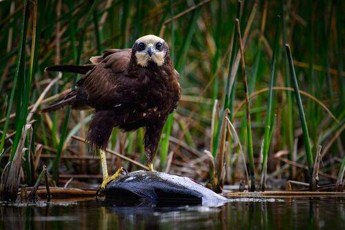 Это моя добыча...