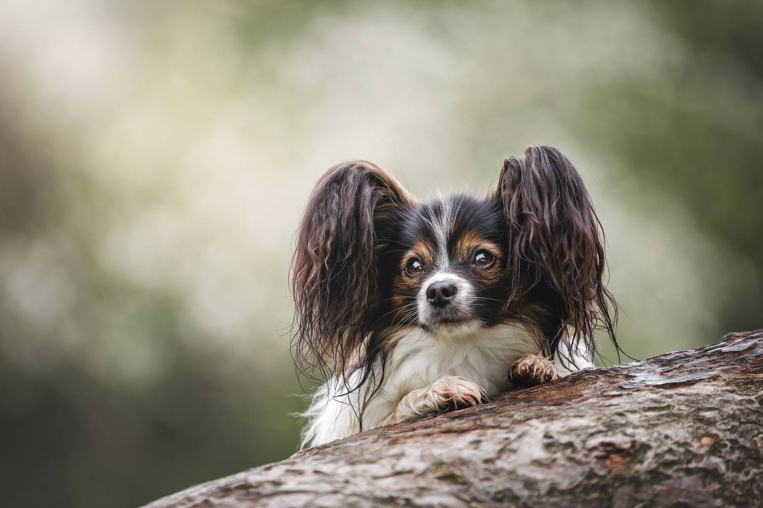 , Яна Нарбутович