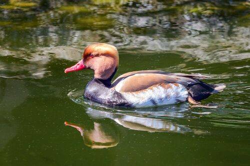 Краснонос (Netta rufina)
