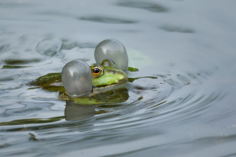лягушка, frog Момент ВДОХновения фото превью