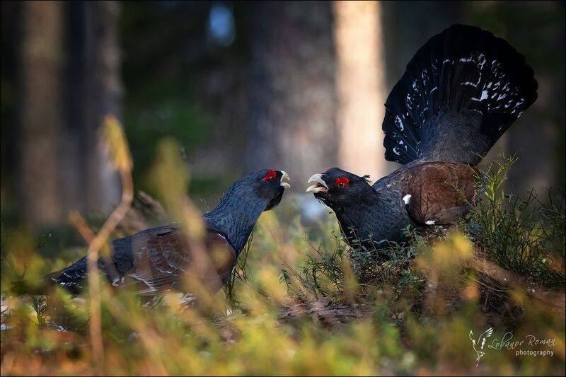 * * * фото превью