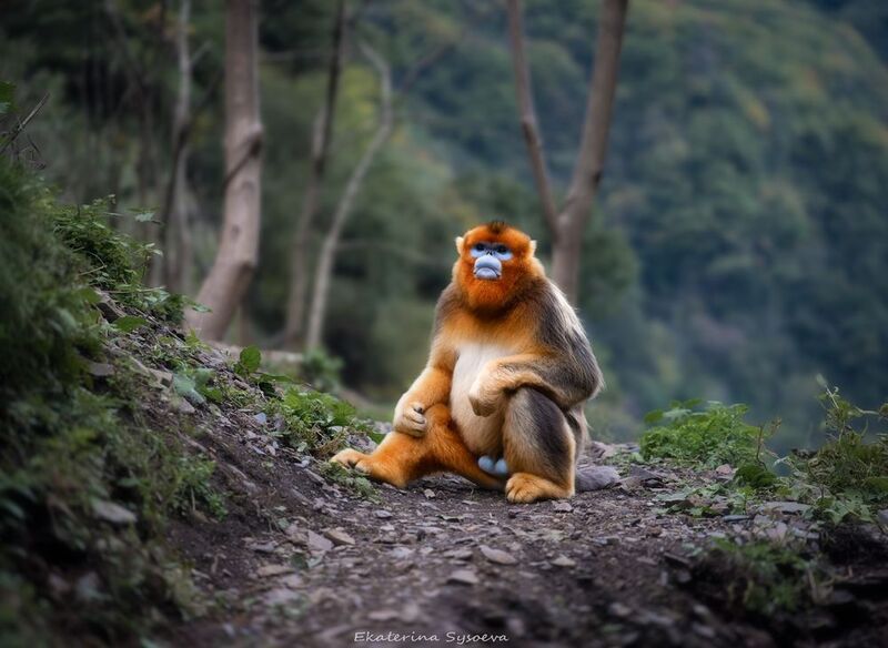 Золотистая курносая обезьяна фото превью