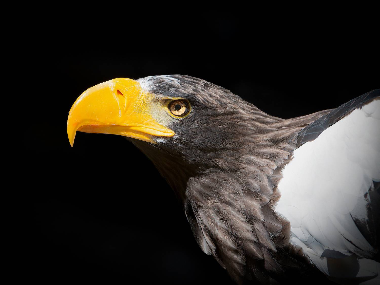 , Молодкин Дмитрий