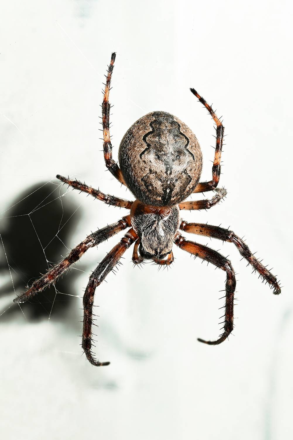 , Калёв Сергей