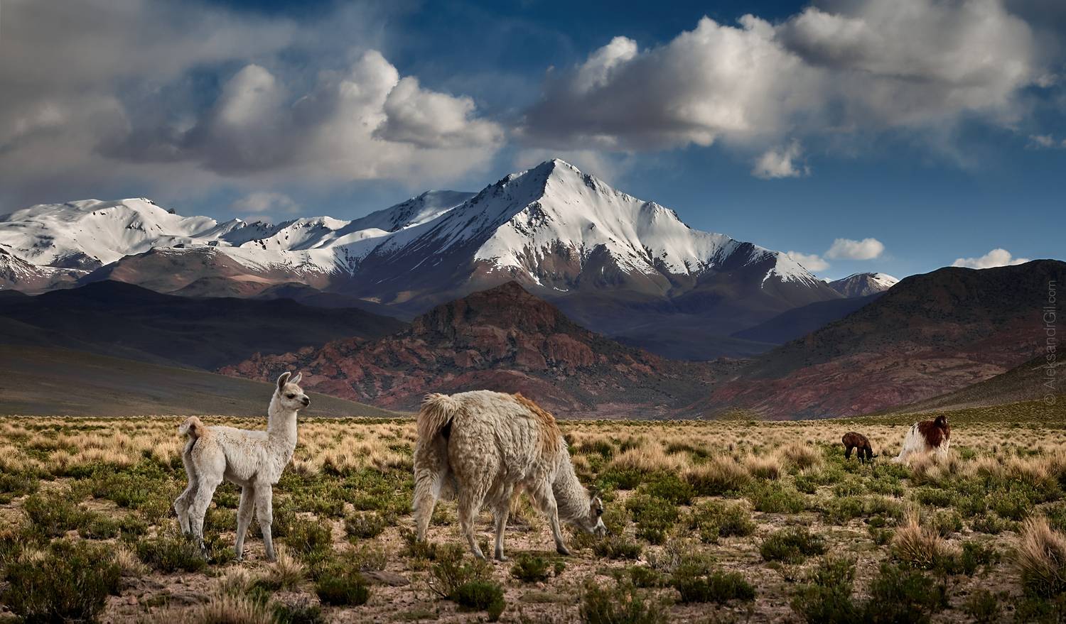 лама, lama, боливия, bolivia, горы, mountain, Гиль Александр