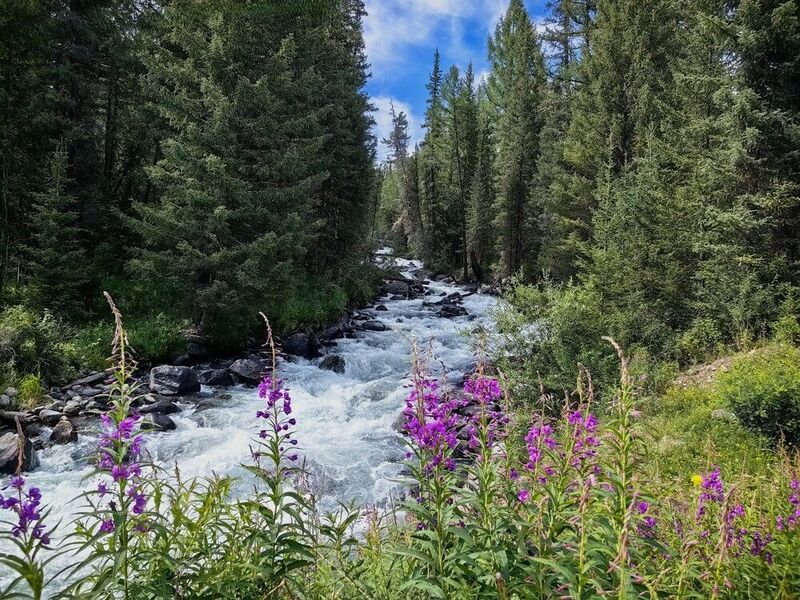 Иван чай на берегу реки Тюнь фото превью