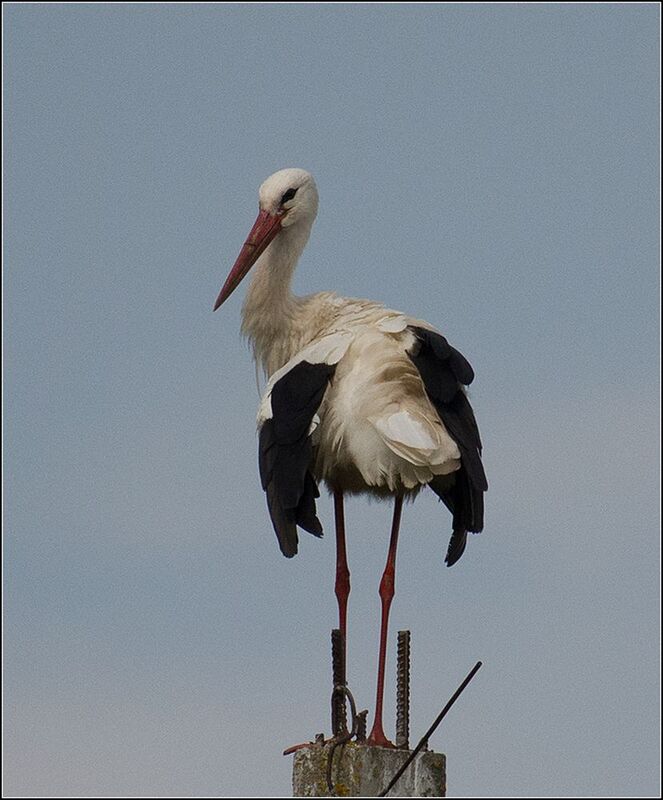 москва, июль, парк, птица Белый аист фото превью