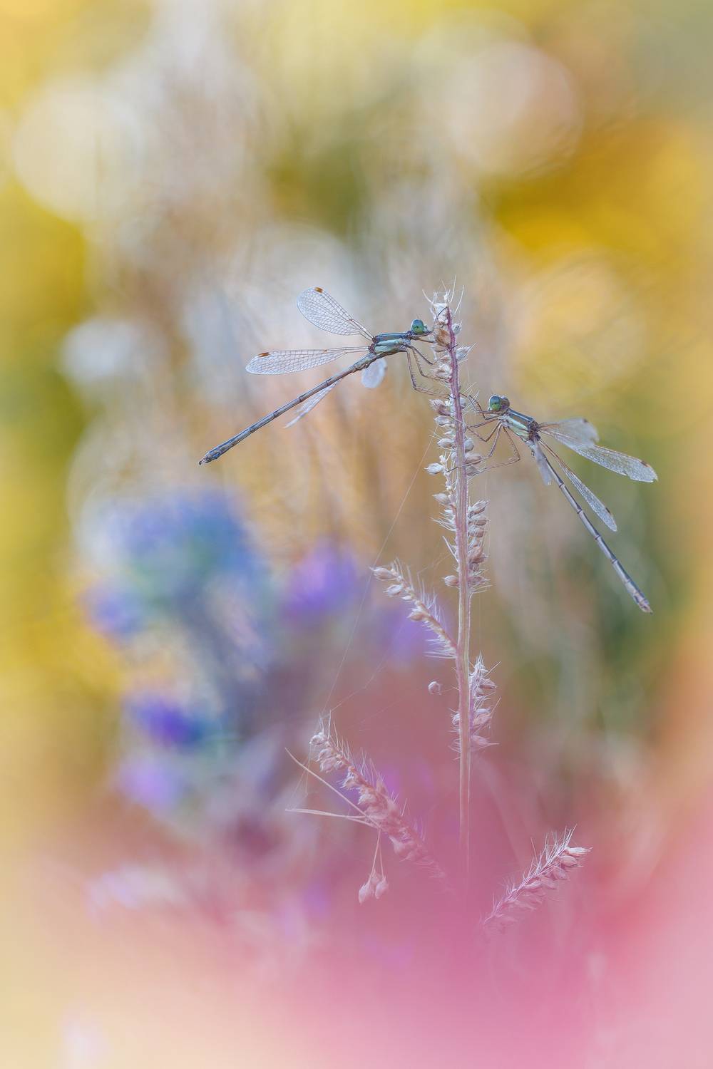 , Кузнецов Дмитрий