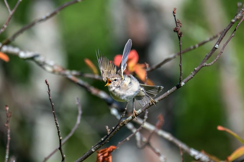 пермский край, птицы, пеночка, пеночка-теньковкиа, фотоохота Пеночка теньковка фото превью