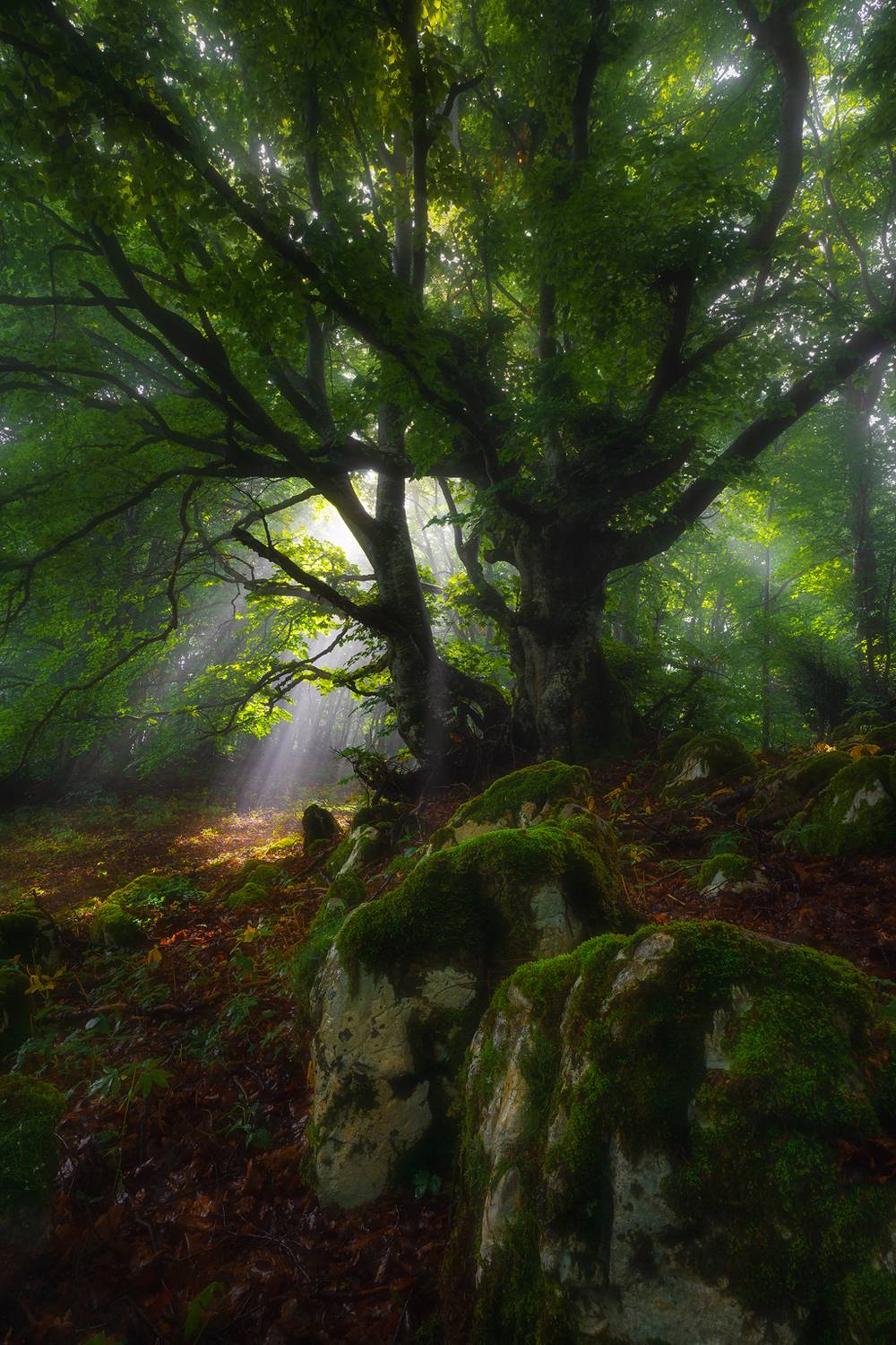 , Szabo Zsolt Andras