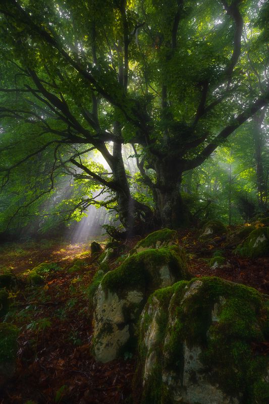 Meet the king фото превью