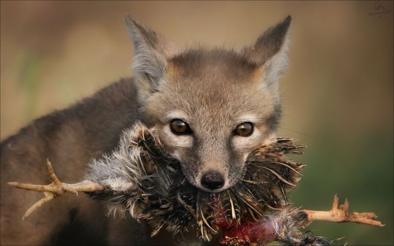 корсак, корсачонок, лиса, степная лиса, взрослый корсак, маныч,заповедник черные земли, корсачок, фото корсака, молодой корсак, степная лисица, vulpes corsac, калмыкия, черные земли,  корсачонок, калмыцкий корсак, корсаки, vulpes corsac kalmykorum, фотогр СТРАСТИ-МОРДАСТИ фото превью