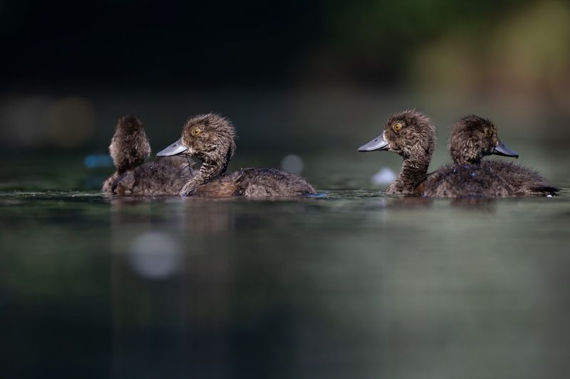 нырок, хохлатая чернеть, утка, птицы, утенок  фото превью