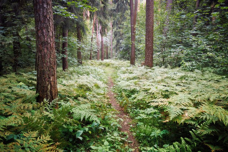 лес, деревья, листва, свет В летнем лесу фото превью