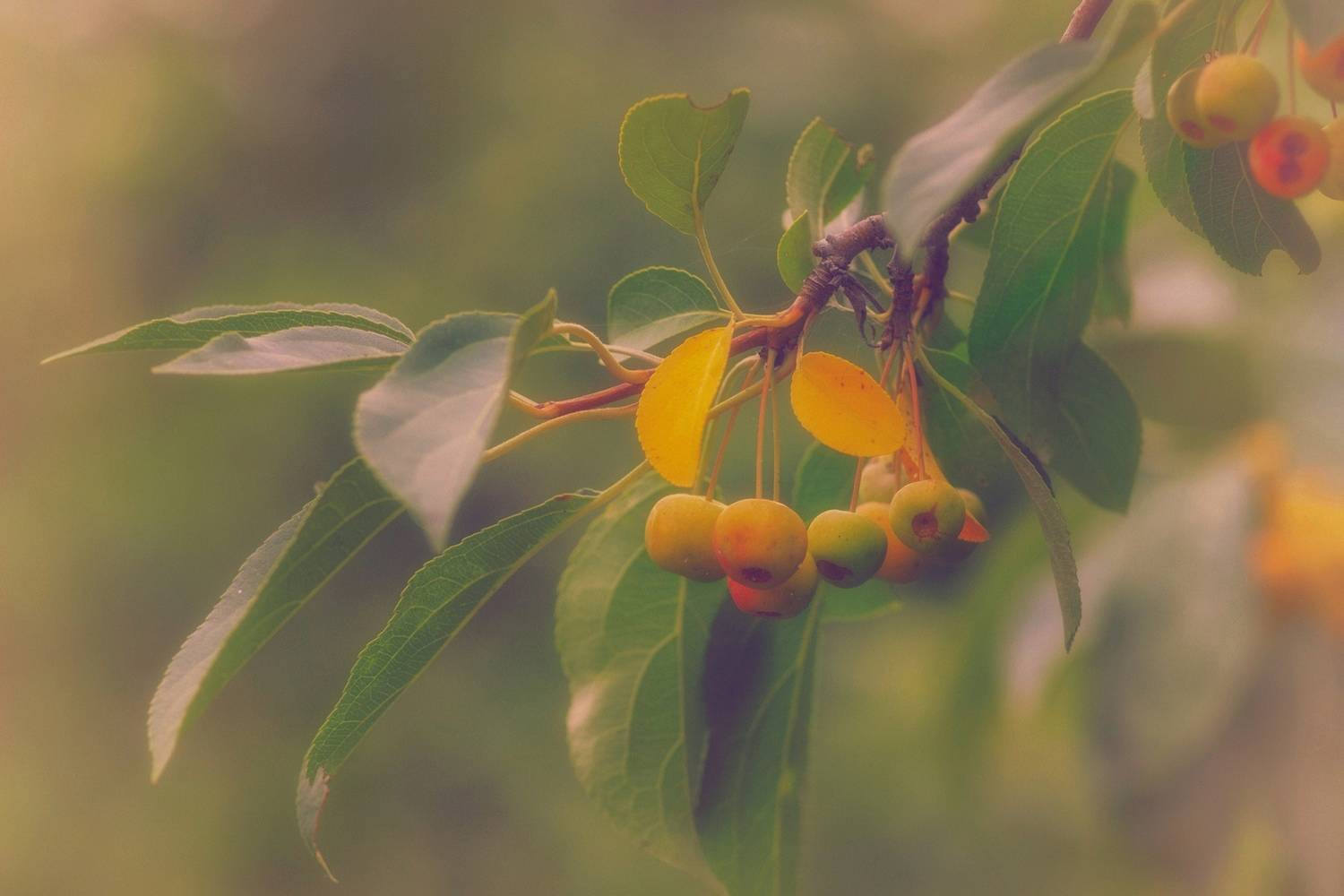 яблоня, Александр Канцур