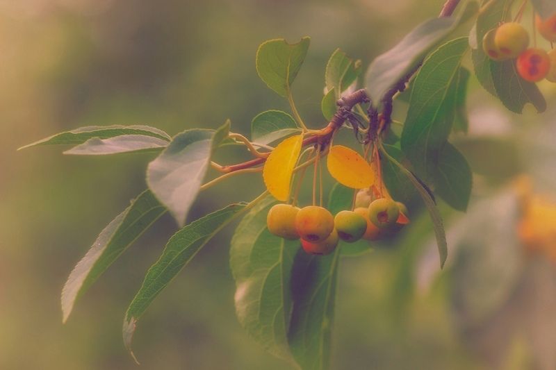 яблоня Преддверие осени фото превью