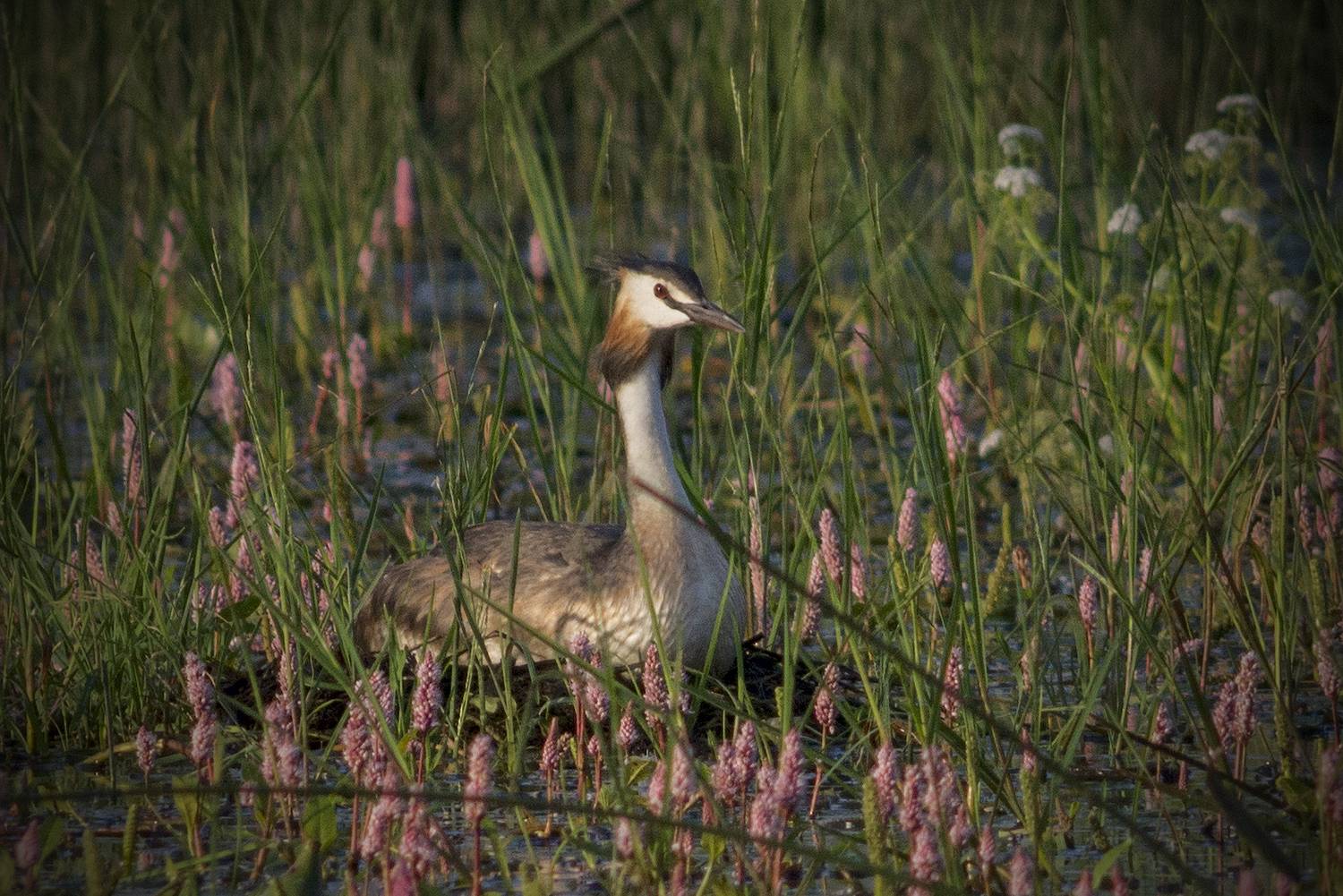, Руслан Соколов