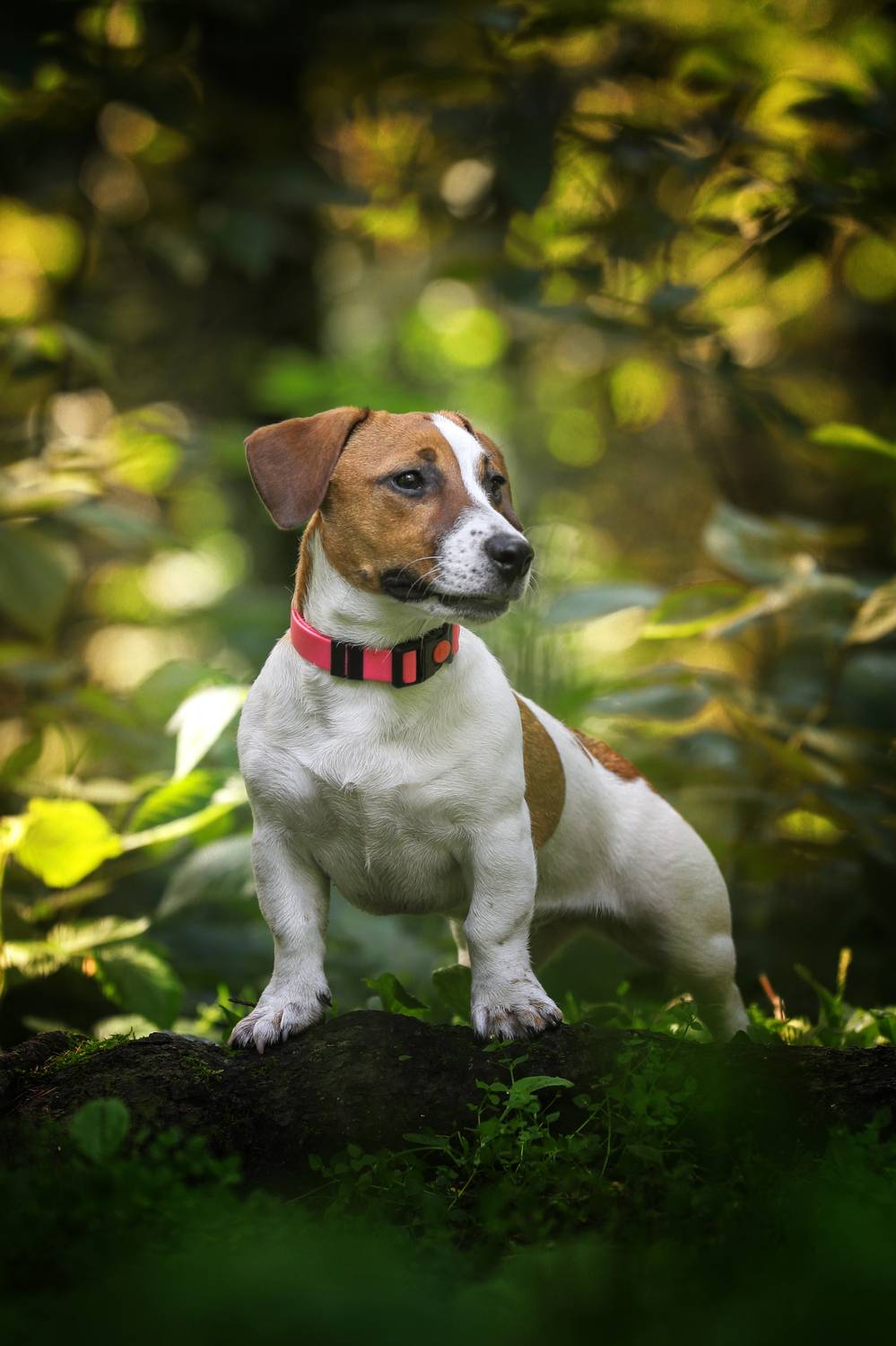 , Андрей Ершов