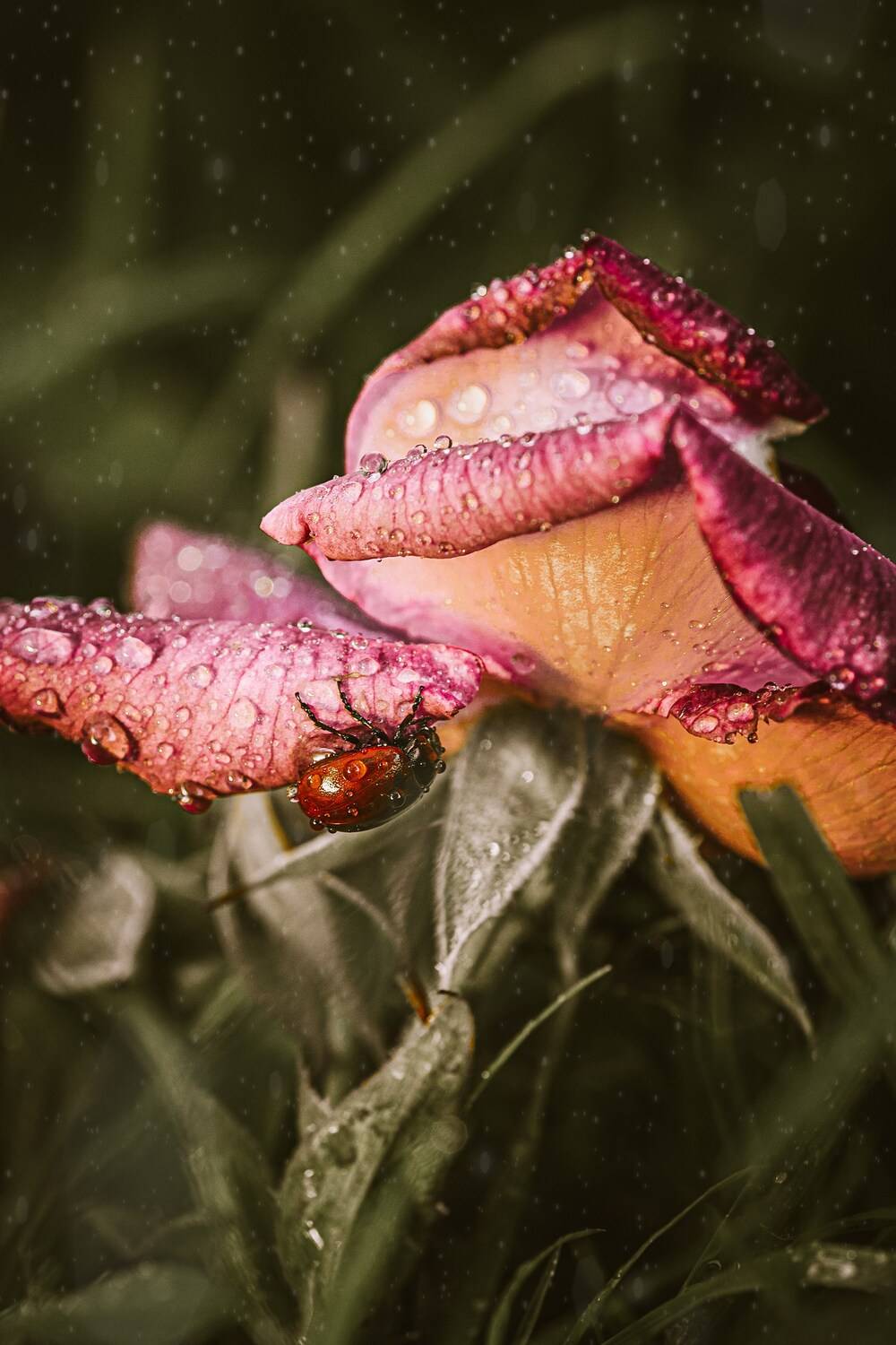 , Сергей Белокуров