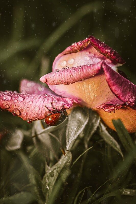 Листоед фото превью