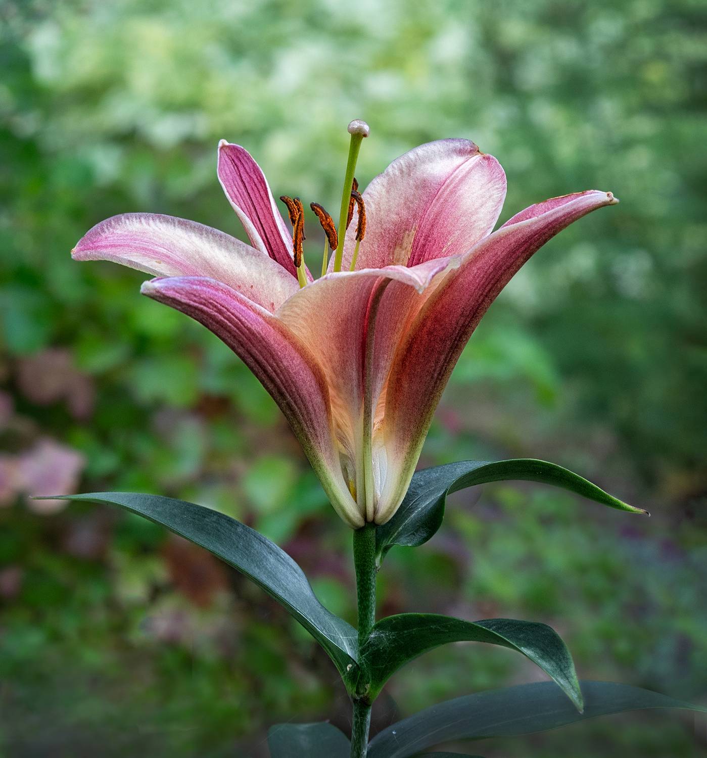 , Ушаков Валерий