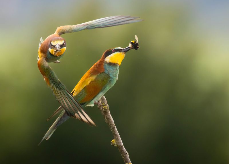 Bee-eater фото превью