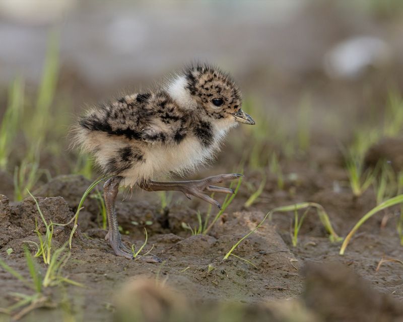 чибисенок, чибис, птицы, птенец  фото превью