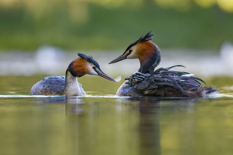 чомга, птенцы, птицы, поганка, большая поганка Кормление пером фото превью