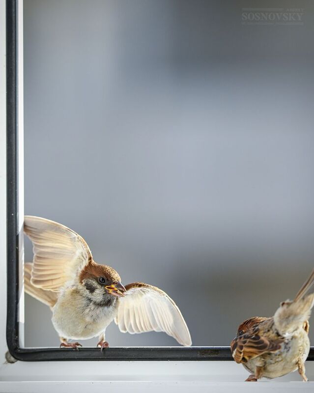 Вооот такую щуку я поймал! фото превью