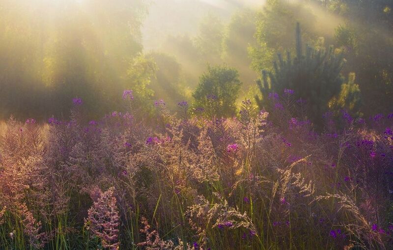 кострома, костромская область, костромской район, природа, утро, рассвет Летним утром туманы душистые фото превью