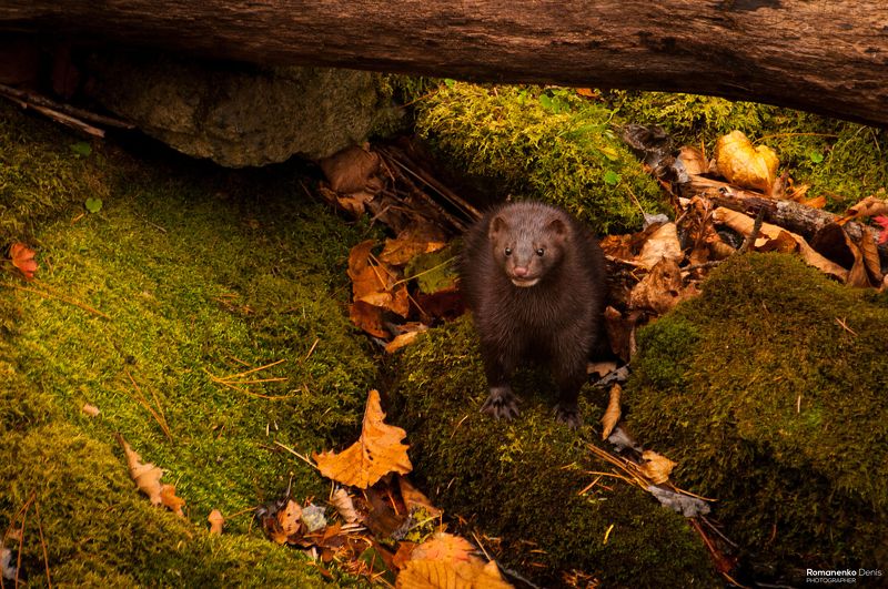 Речная охотница фото превью