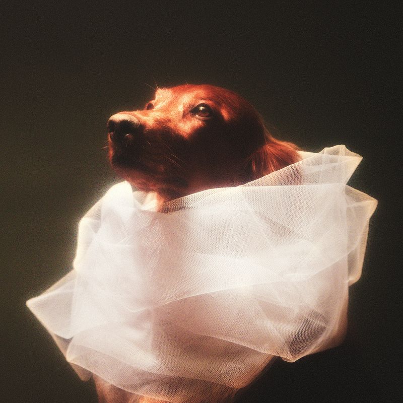 животные, собака, сеттер, ирландский, портрет, арт, свет,  Ночь фото превью