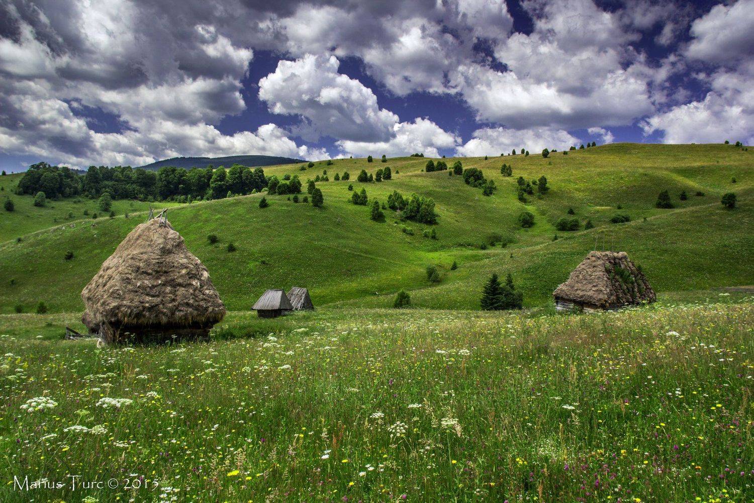 summer,flower,house,land,colors,sky,colors,trees, Marius Turc