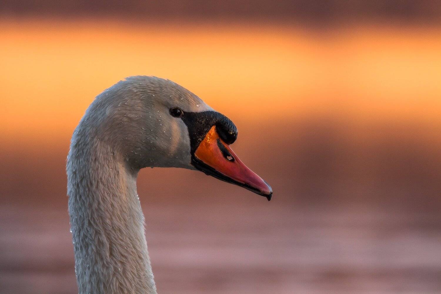 400 5.6, 400mm, Canon, Sokol, Swan, Łukasz Sok&oacute;ł