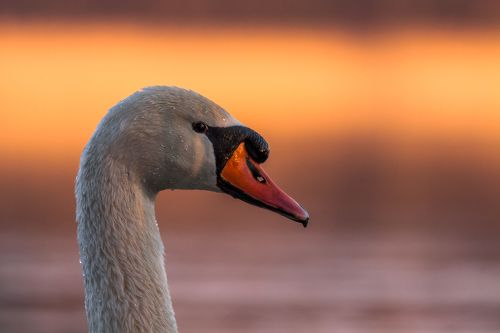 Swan